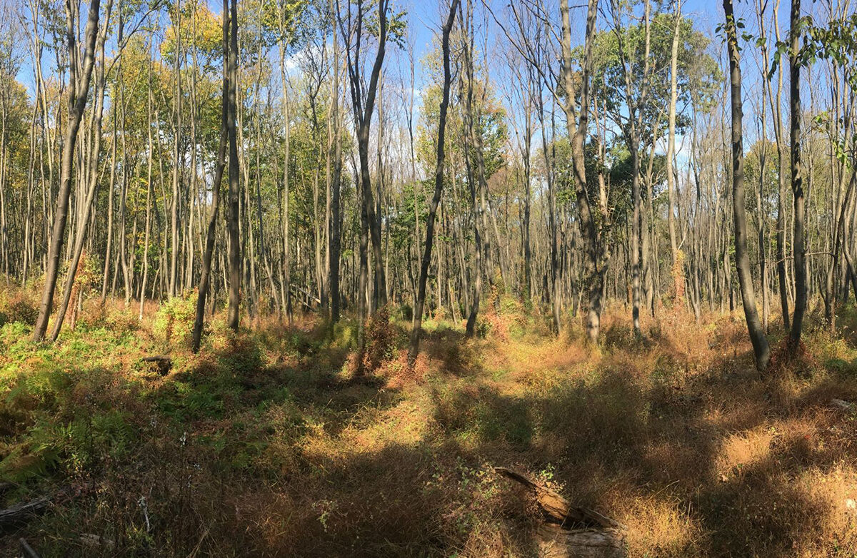 Invasives on forest floor